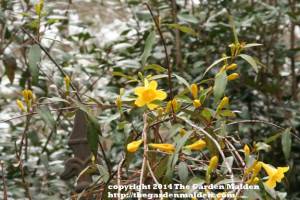 TheGardenMaiden_copyright2014_RStafne-012_WEB