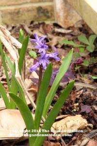 TheGardenMaiden_copyright2014_RStafne-014_WEB