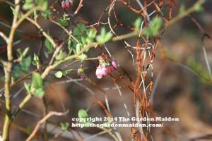 TheGardenMaiden copyright 2014, Spring blooms in my Mississippi yard