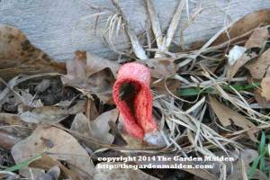 TheGardenMaiden copyright 2014, Spring blooms in my Mississippi yard