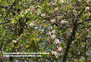 TheGardenMaiden_copyright_2014