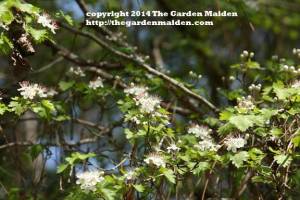 TheGardenMaiden_copyright_2014
