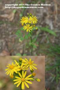 Asteraceae family. Either Senecio a.k.a. Packera genus. TheGardenMaiden_copyright_2014