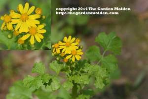 Asteraceae family. Either Senecio a.k.a. Packera genus. TheGardenMaiden_copyright_2014