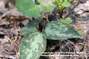 Trillium. TheGardenMaiden_copyright_2014