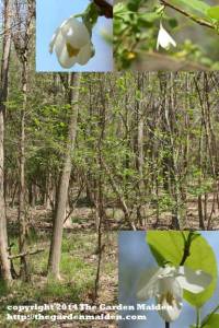 Halesia diptera. Silverbell.  TheGardenMaiden_copyright