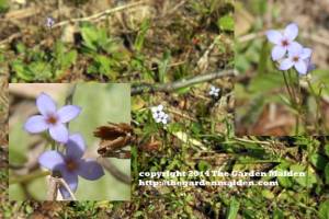 Hedyotis. TheGardenMaiden_copyright