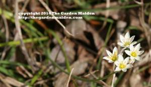 Nothoscordum bivalve. False garlic. TheGardenMaiden_copyright