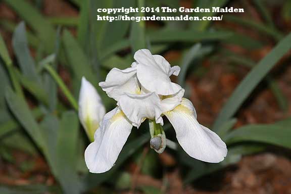 What's Blooming in My Yard. TheGardenMaiden_copyright_2014_RStafne-109_WEB