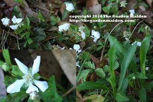 What's Blooming in My Yard. TheGardenMaiden_copyright_2014_RStafne-109_WEB
