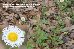 What's Blooming in My Yard. TheGardenMaiden_copyright_2014_RStafne-109_WEB