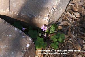 TheGardenMaiden copyright 2014, Spring blooms in my Mississippi yard