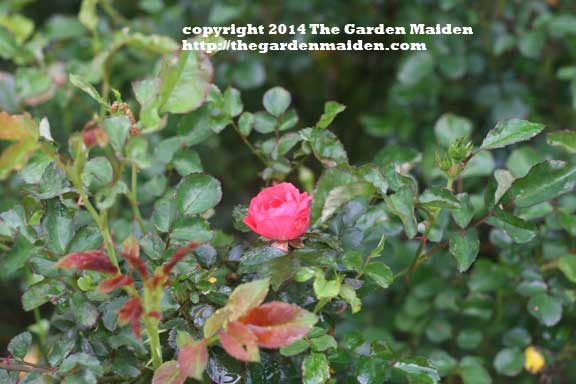 Rose blooming in my yard. TheGardenMaiden_2014_RStafne-003_WEB