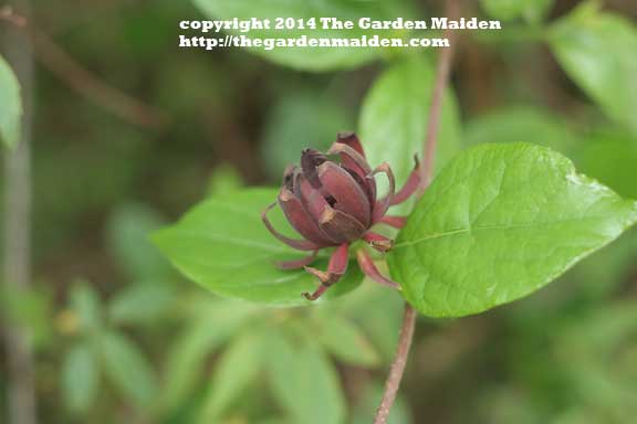 Sweetshrub blooming in my yard. TheGardenMaiden_2014_RStafne-003_WEB