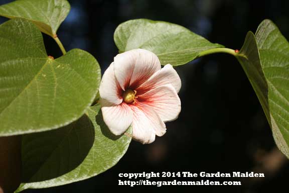 Tung tree blooming in my yard. TheGardenMaiden_2014_RStafne-003_WEB