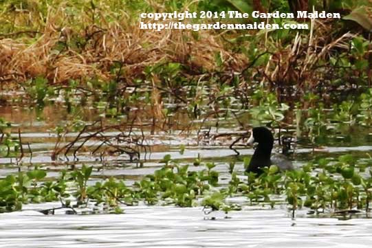 Visit to Bayou Sauvage and Fort Pike, Louisiana.