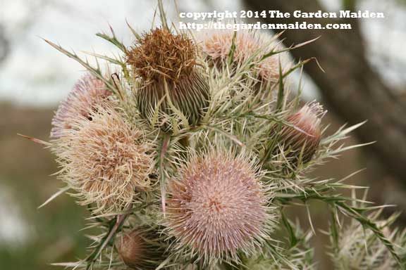 Visit to Bayou Sauvage and Fort Pike, Louisiana.