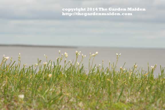 Visit to Bayou Sauvage and Fort Pike, Louisiana.
