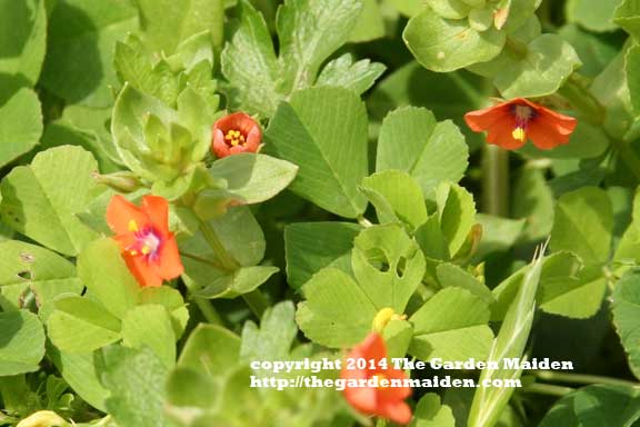 Visit to Bayou Sauvage and Fort Pike, Louisiana.