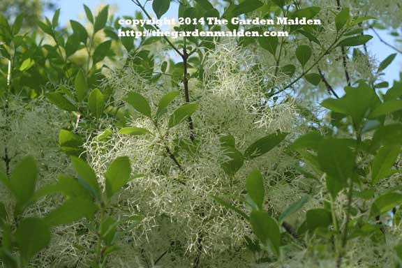 Fringe tree blooming in my yard. TheGardenMaiden_2014_RStafne-003_WEB