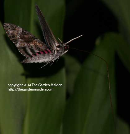 Sphinx or hummingbird moth at night in my garden. Image by The Garden Maiden, copyright 2014.