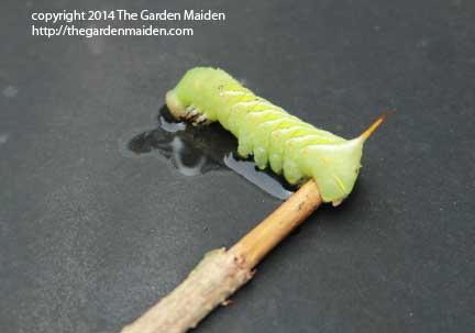 Tomato hornworm. Image by The Garden Maiden, copyright 2014.
