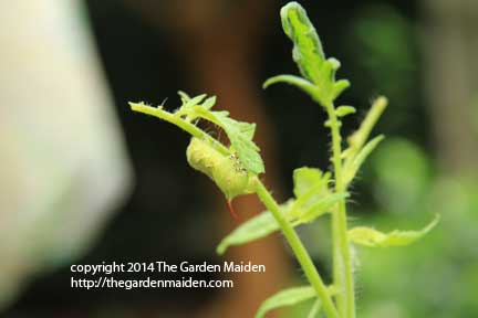 Tomato hornworm. Image by The Garden Maiden, copyright 2014.