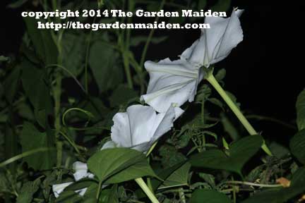 Moonflower. TheGardenMaiden_copyright2014