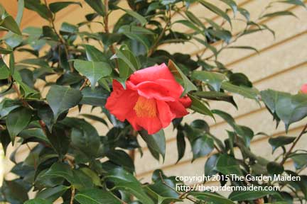 Blooming in My Yard, January 4-10, 2015.TheGardenMaiden_copyright_2015