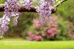 Late March flowers in my yard.  Copyright The Garden Maiden http://thegardenmaiden.com