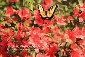 Late March flowers in my yard. Copyright The Garden Maiden http://thegardenmaiden.com