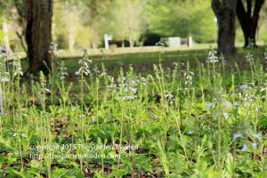 Late March flowers in my yard.  Copyright The Garden Maiden http://thegardenmaiden.com