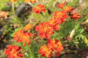 Blooming in My Yard December 6-12, 2015. Copyright The Garden Maiden 2015