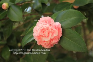 Blooming in My Yard December 6-12, 2015. Copyright The Garden Maiden 2015