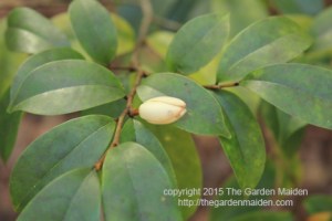 Blooming in My Yard December 6-12, 2015. Copyright The Garden Maiden 2015