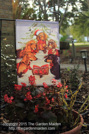 Blooming in My Yard December 6-12, 2015. Copyright The Garden Maiden 2015