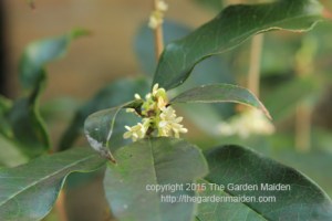 Blooming in My Yard December 6-12, 2015. Copyright The Garden Maiden 2015