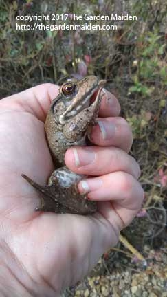 TheGardenMaiden_copyright_2017_20170317_135803