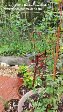 TheGardenMaiden_copyright_2017_IMG_20170416_124305