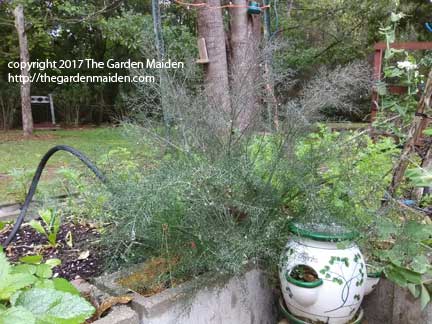 TheGardenMaiden_copyright_2017_IMG_20170416_124841